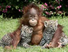 Orangutan ve leoparların şaşırtan dostluğu