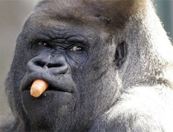 Yeni bir orangutan nüfusu keşfedildi