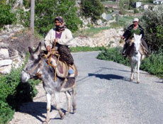 5 bin at ve eşeğe nüfus cüzdanı